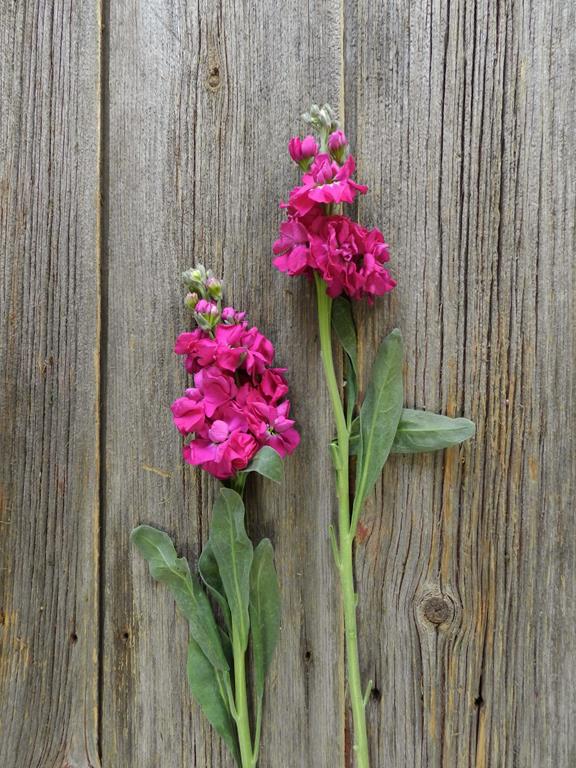 HOT PINK STOCK